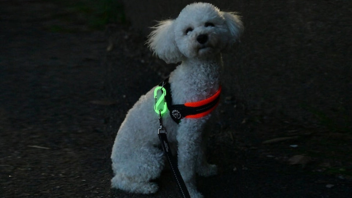 Dog at night with a glowing carabiner on its harness